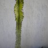 Euphorbia aeritreae variegata